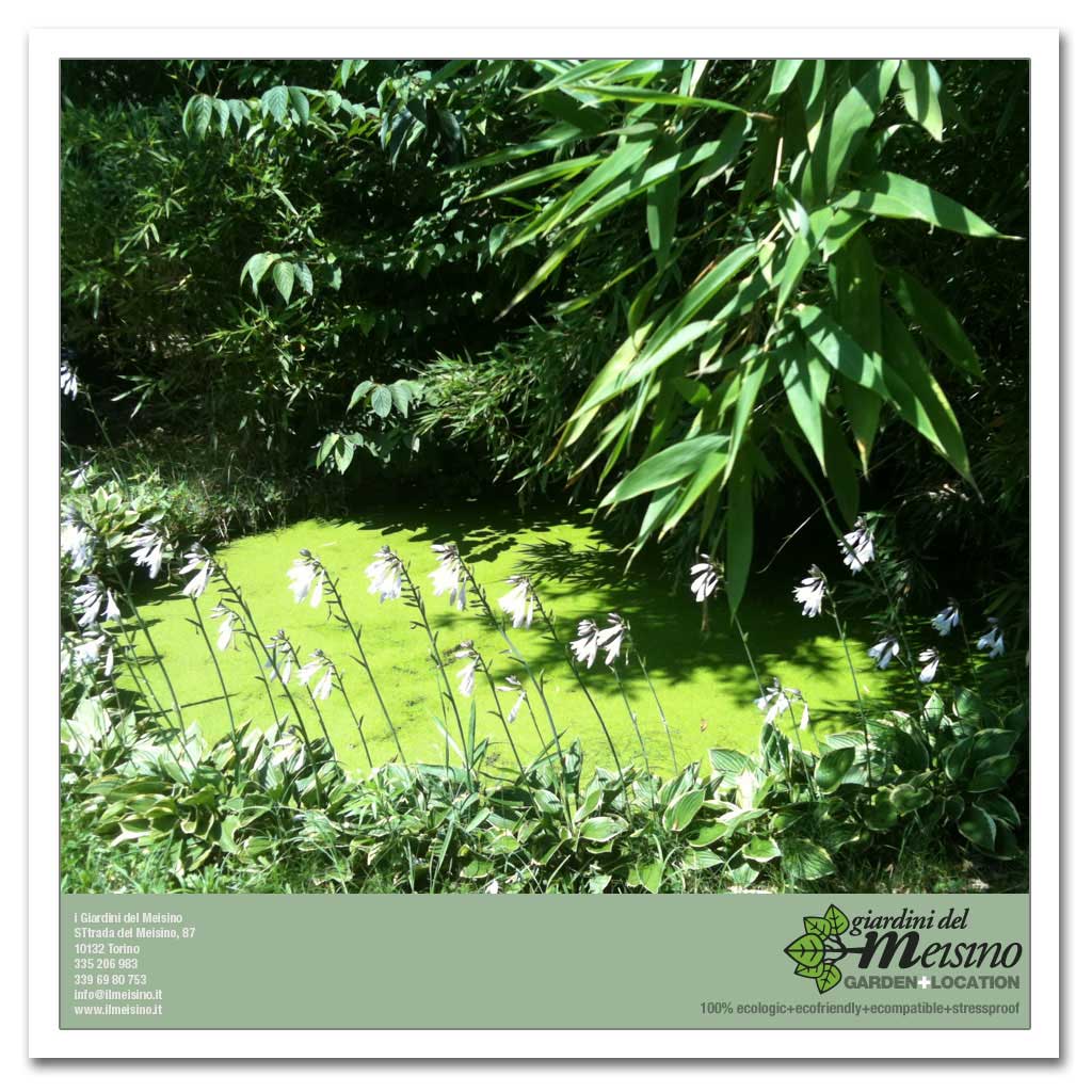 giardini meisino location torino 187